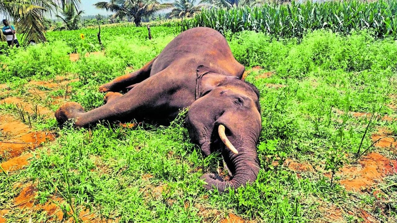 The carcass of the male elephant found in a farmland at Jageri village in Kollegal taluk, Chamarajanagar district, on Saturday. Credit: DH Photo