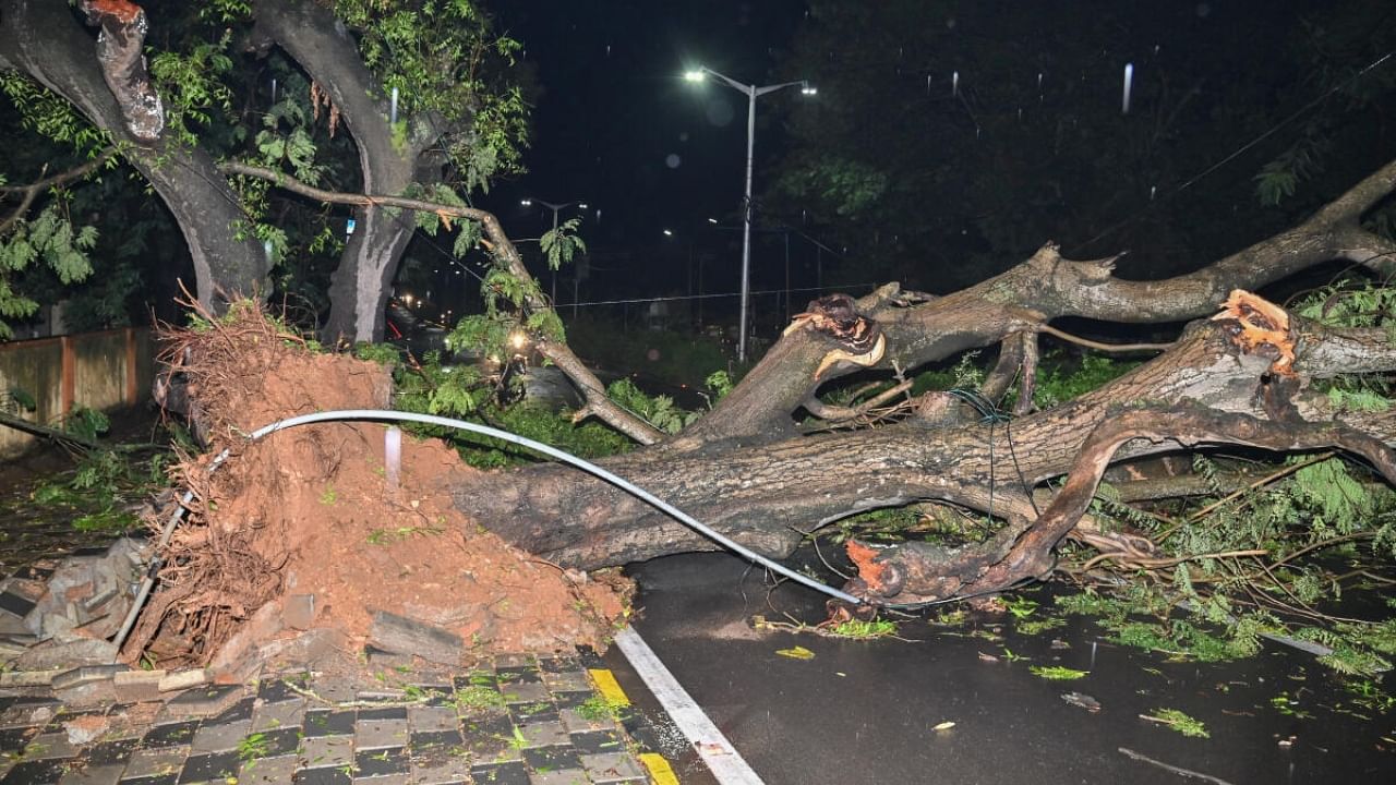 Thunderstorm and rain brought down a huge tree on JLB Road in Mysuru. Credit: DH Photo