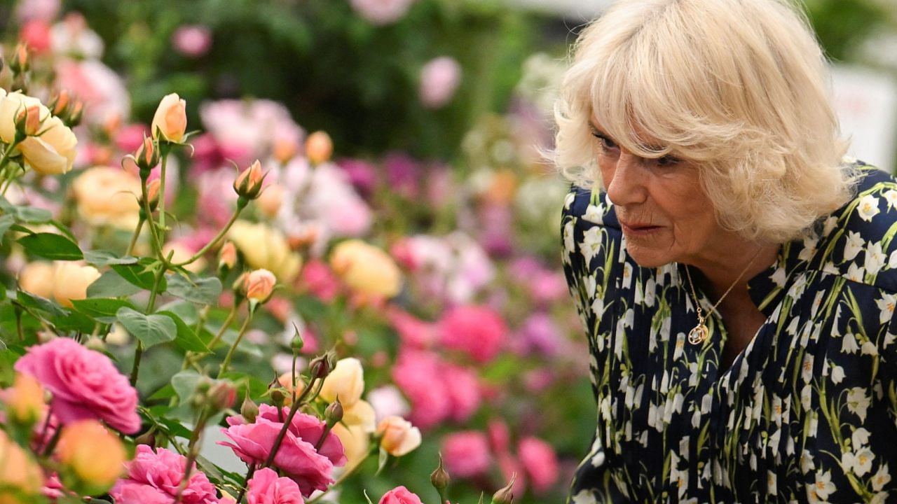 Britain's Queen Camilla smells David Austin roses at Chelsea Flower Show in London, Britain. Credit: Reuters Photo