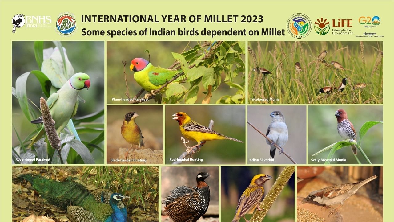 Poster on ‘Birds and Millets’. Credit: Special arrangement