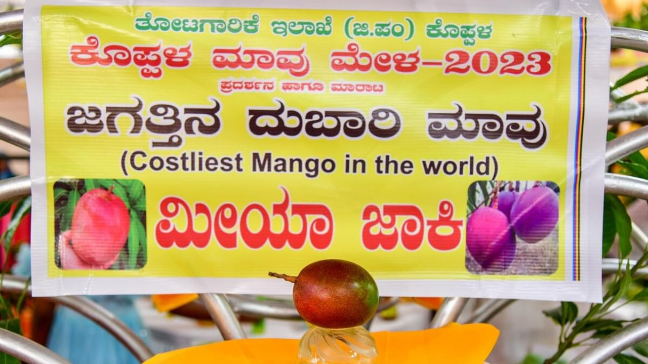 The Miyazaki mango is the cynosure of all eyes at the eight-day mango mela that began in Koppal on Tuesday. Credit: DH Photo