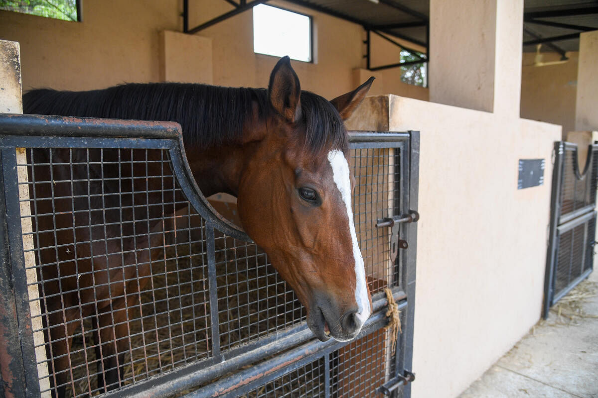 Kunigal Stud Farm was set up by Tipu Sultan in the 1790s.