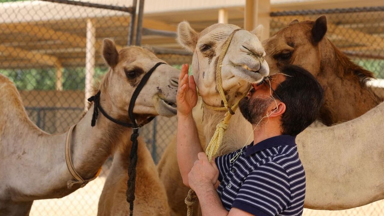 Dr. Nizar Ahmad Wani, kisses a surrogate camel at the farm of the Reproductive Biotechnology Centre in Dubai, which researches and creates novel cloning techniques to reproduce camels, in Dubai, United Arab Emirates, May 18, 2023. Credit: Reuters Photo