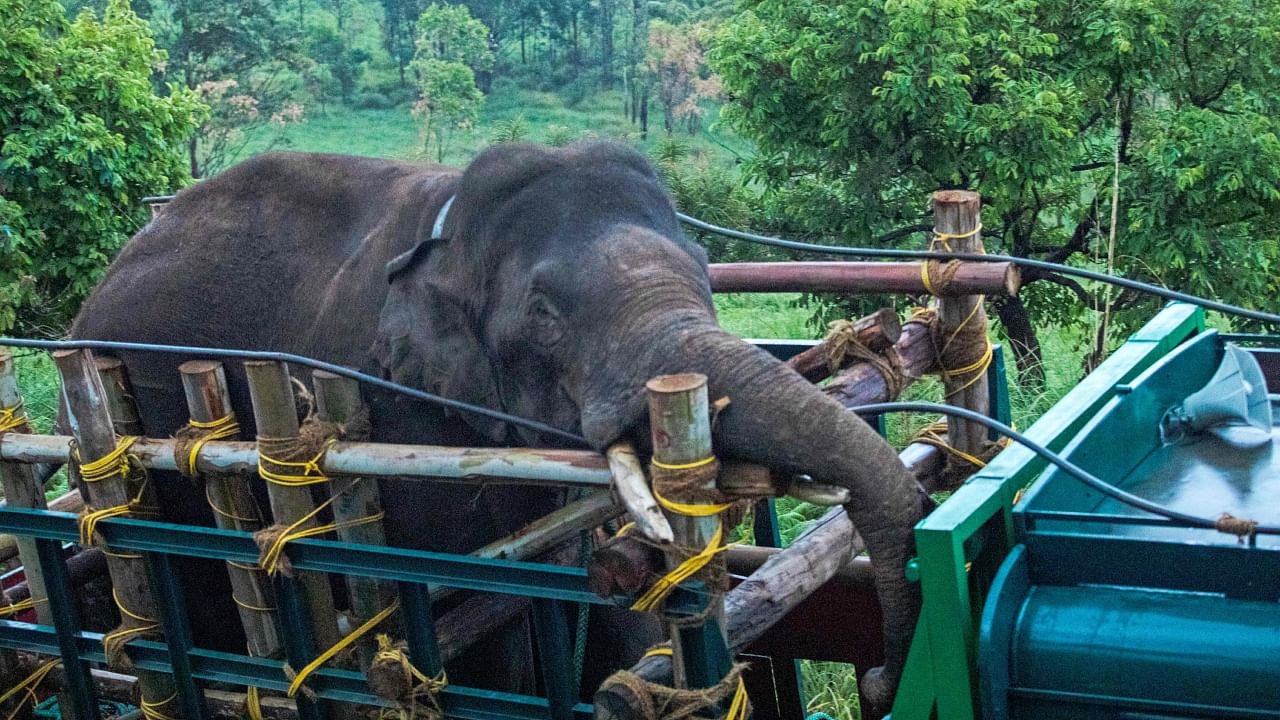 This picture taken on April 29, 2023, shows forest officials transporting 'Arikomban' the wild elephant, at Idukki district in India's Kerala state. Credit: AFP Photo