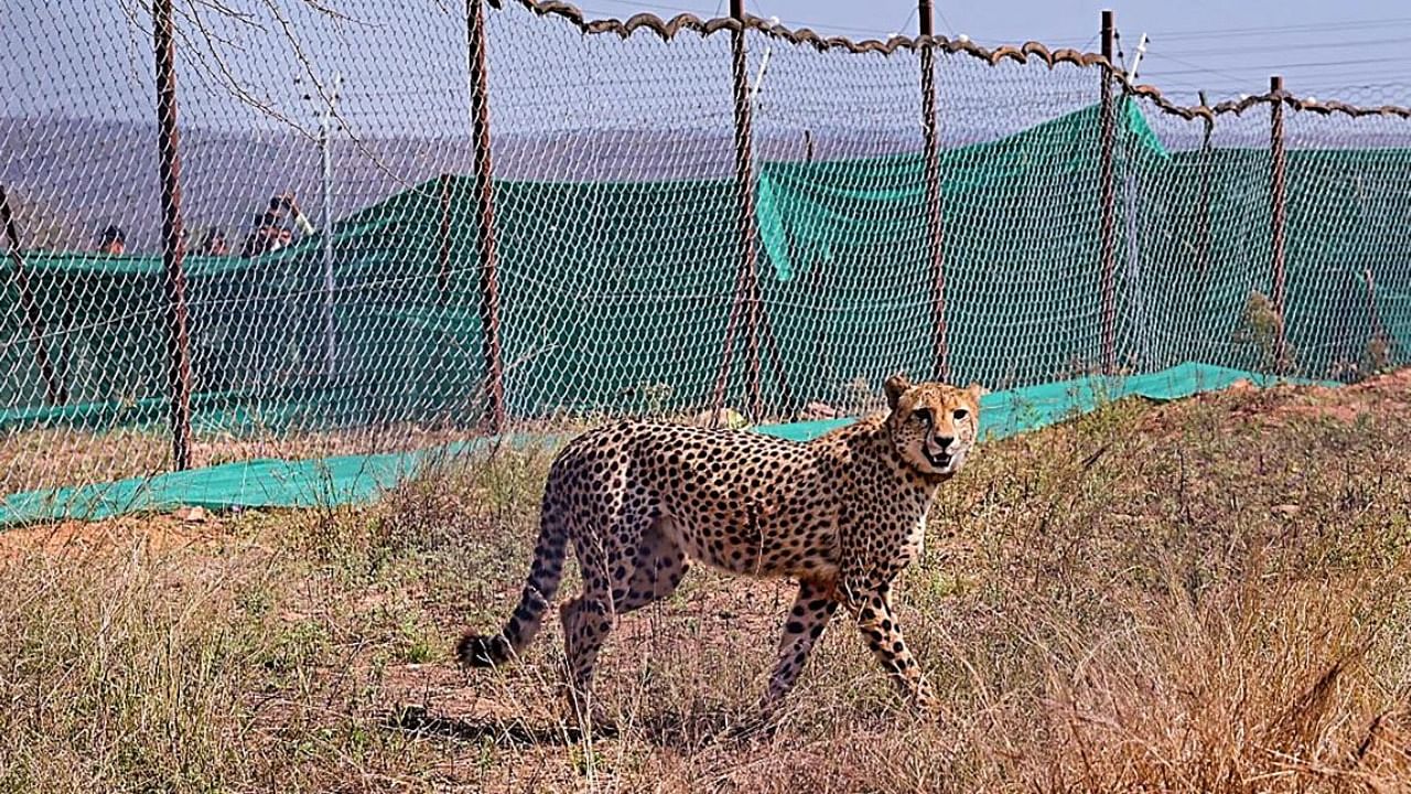 A cheetah brought from South Africa in an enclosure at Palpur, Kuno National Park. Credit: PTI Photo