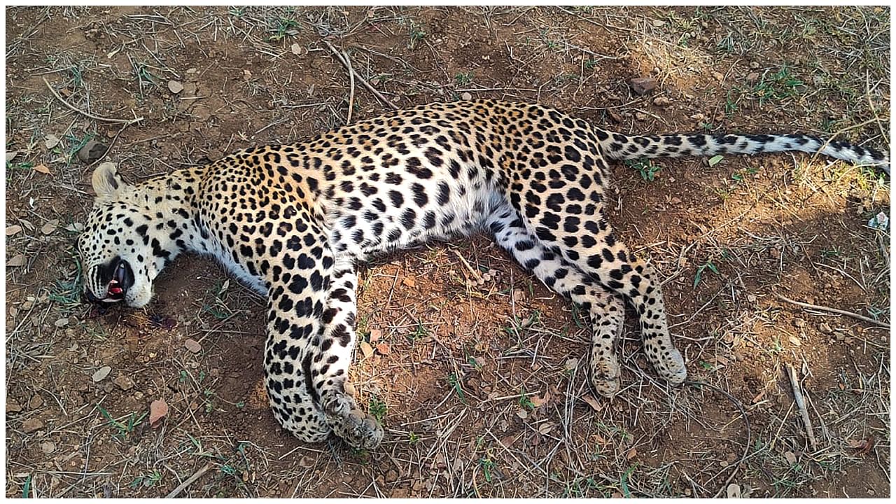 Carcass of a leopard who was beaten to death by villagers after the leopard attacked a villager, in Khargone district. Credit: PTI Photo