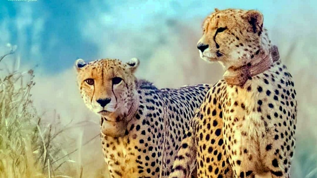 Cheetahs at the Kuno National Park. Credit: PTI Photo