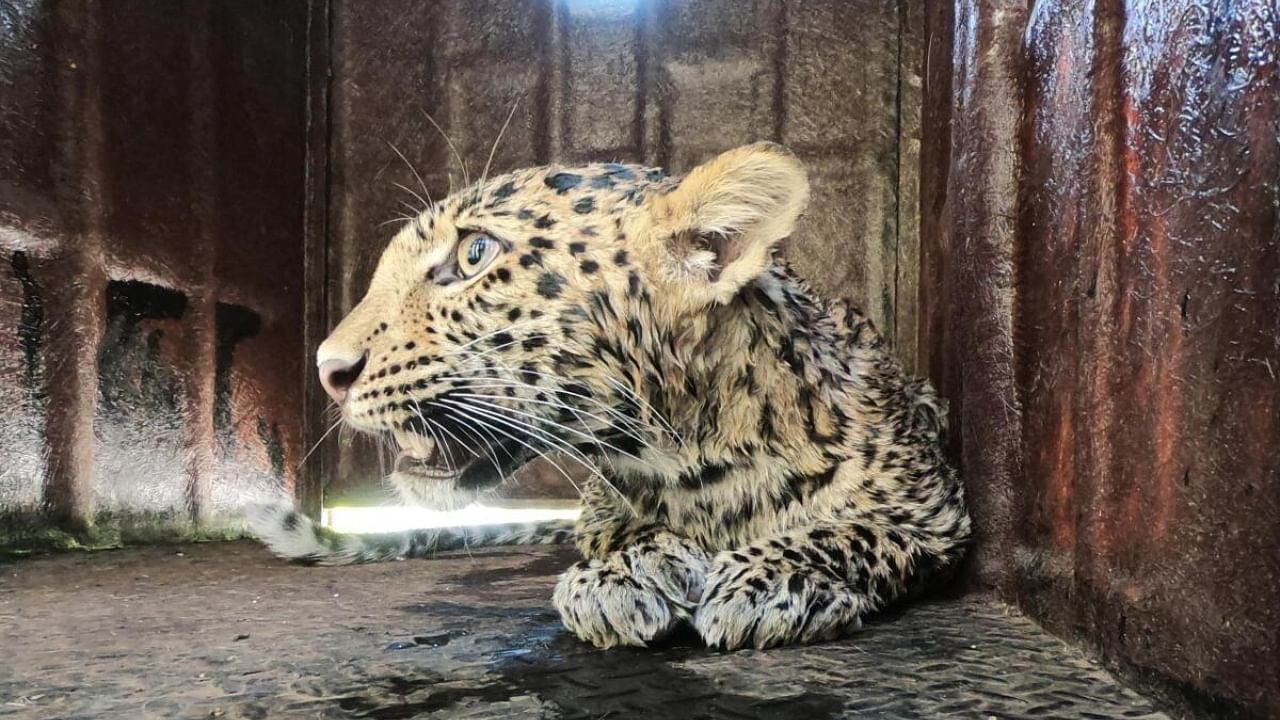 The leopard is currently under medical observation at the Manikdoh Leopard Rescue Centre of Wildlife SOS. Photo Credit: MFD/Wildlife SOS