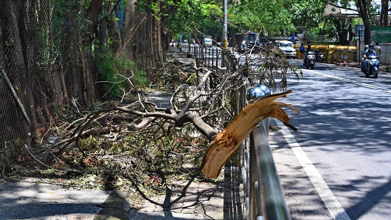 BBMP should plant native species of trees that are stronger and more resilient to climate change instead of focusing on bringing in exotic tree species from elsewhere. Credit: DH Photo