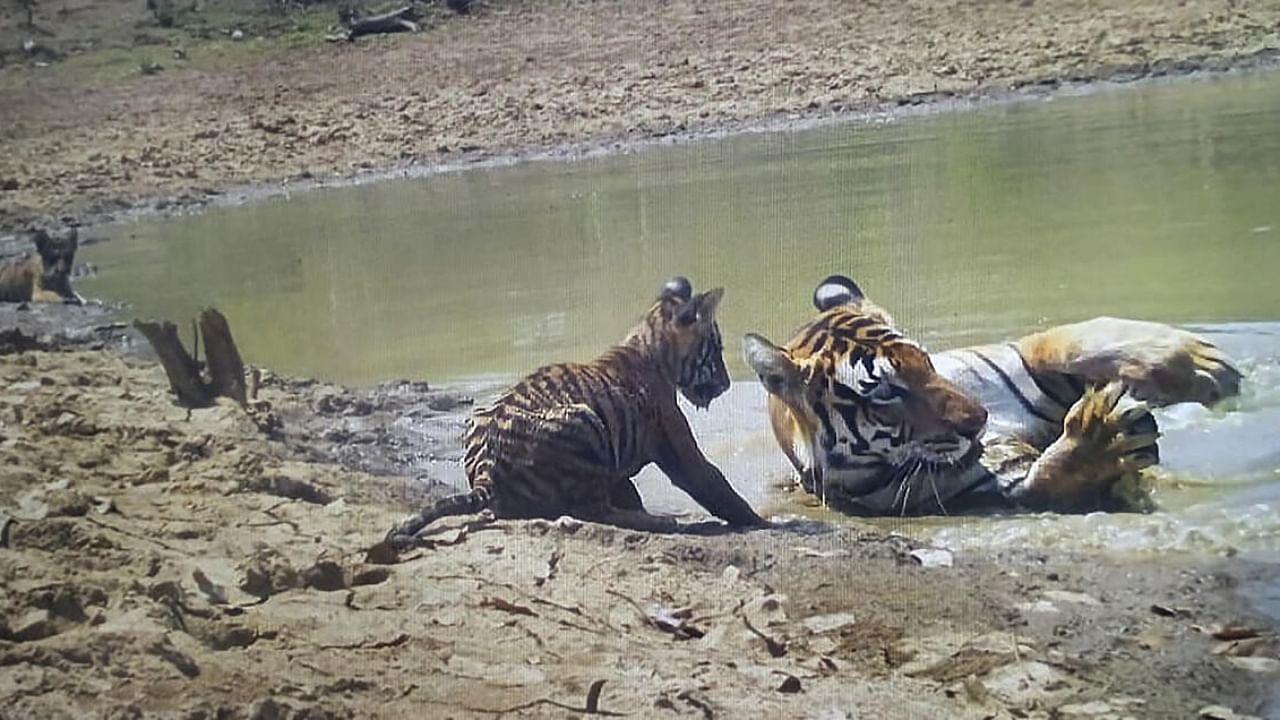 Tigress P-234 with her newly-born cubs at Panna Tiger Reserve, in Panna district, Wednesday, May 31, 2023. Credit: PTI Photo