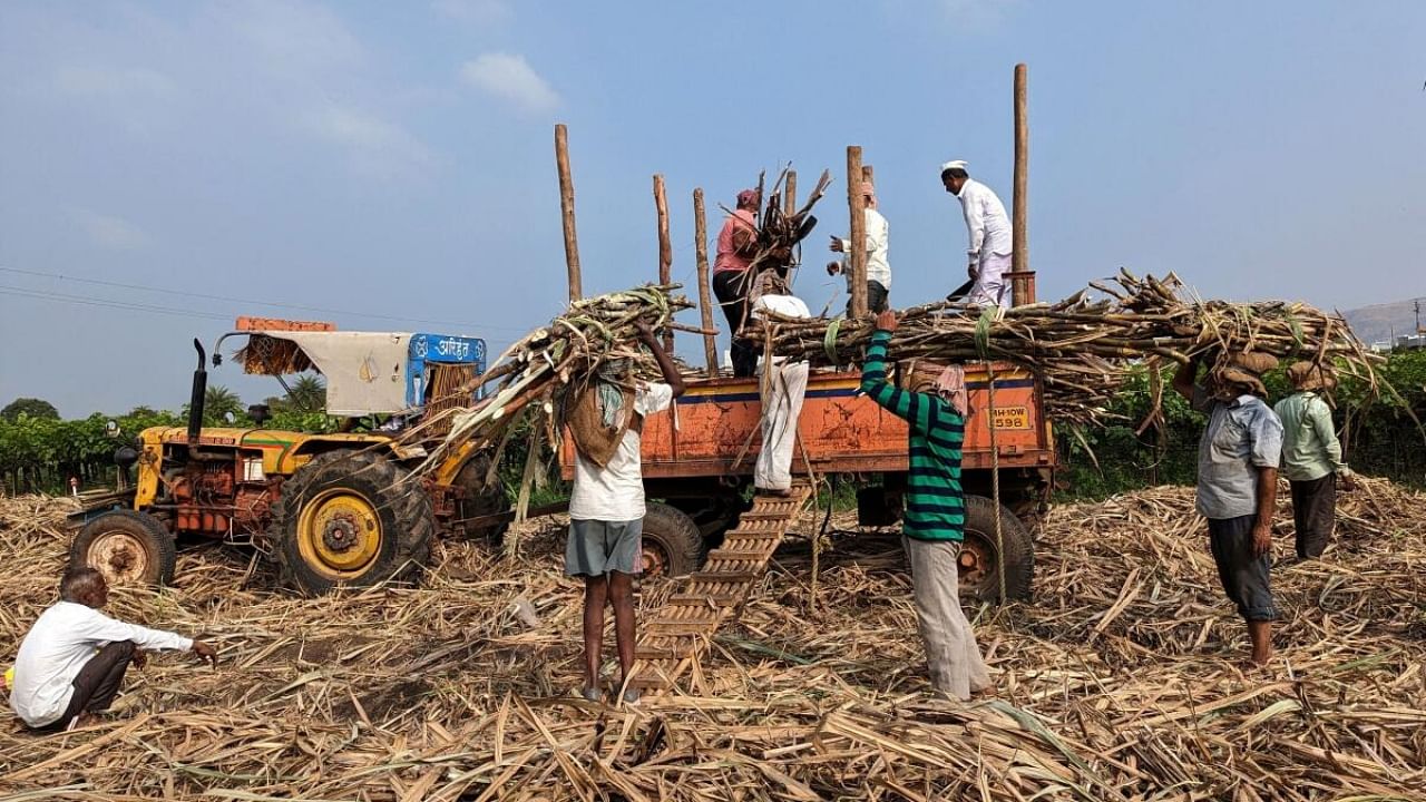 Sugar mill workers load harvested sugar cane in a tractor trolly in Sangli district. Credit: Reuters File Photo