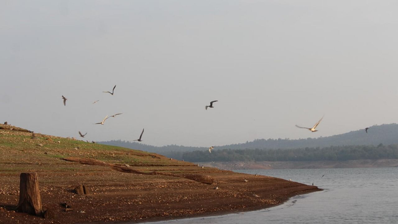 River terns at Bhadra. Credit: Special Arrangement