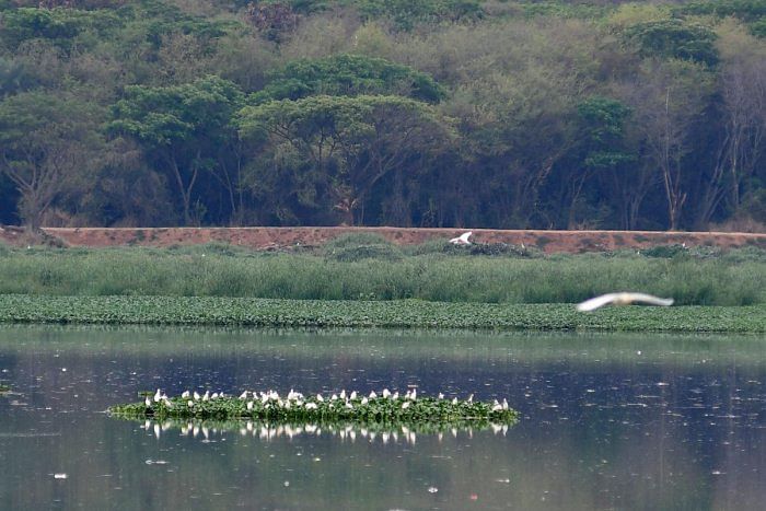 Bellandur Lake. Credit: Special Arrangement