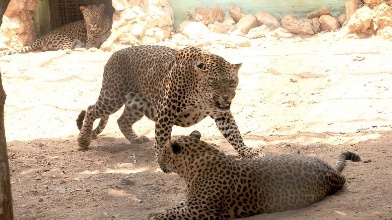 Leopards seen in an enclosure at Tyavarekoppa zoo-cum-safari near Shivamogga. Credit: DH Photo