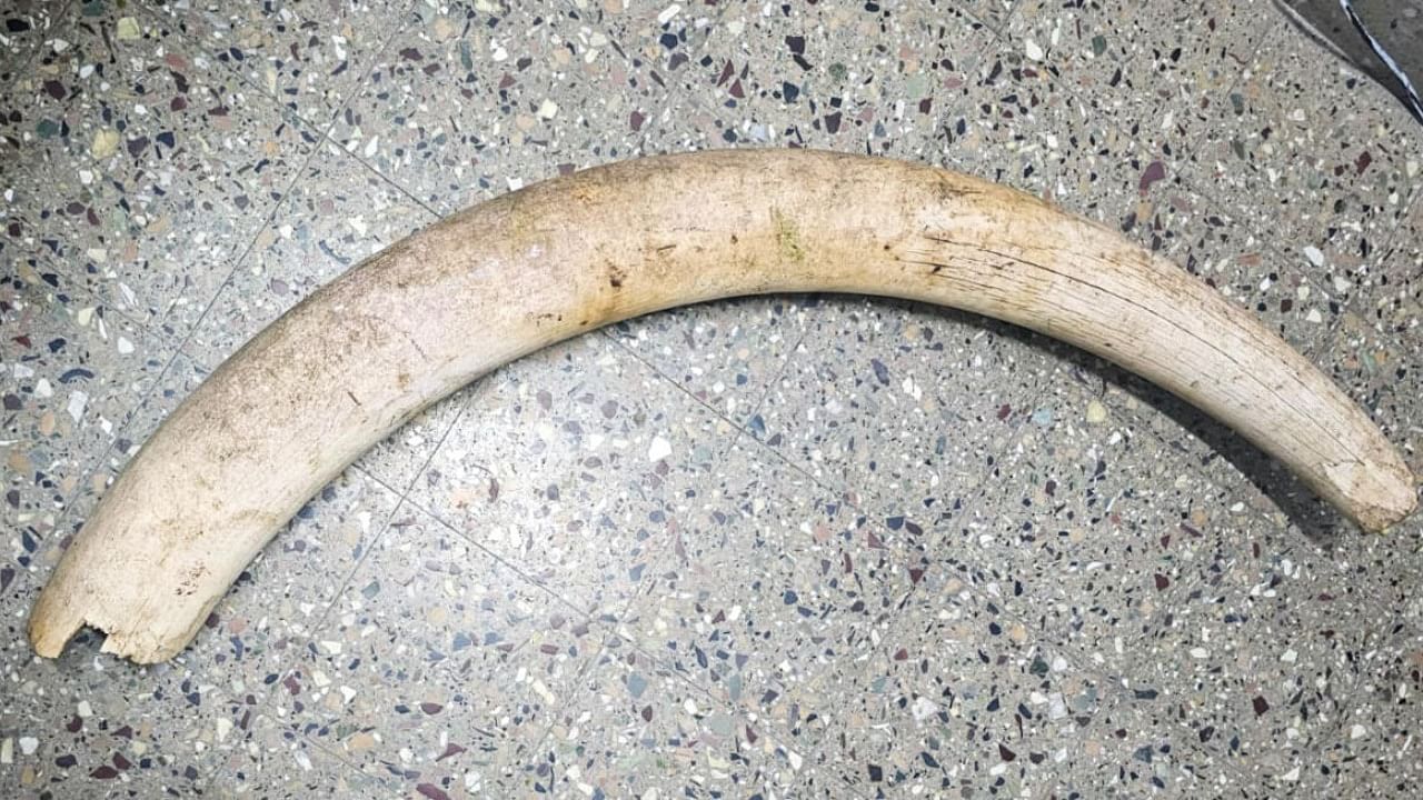 Elephant tusk weighing 25.5 kg. Credit: Special Arrangement