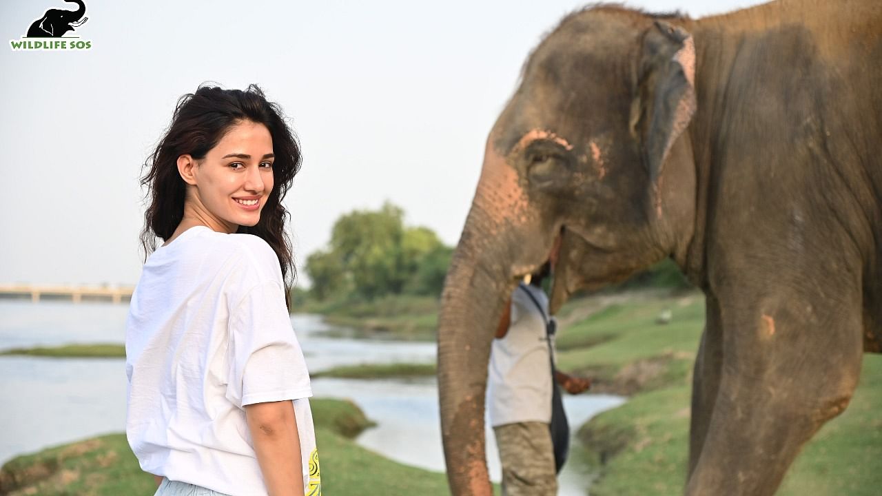 The highlight of the actress’ trip, however, was accompanying the elephants on their evening walk. Credit: Wildlife SOS