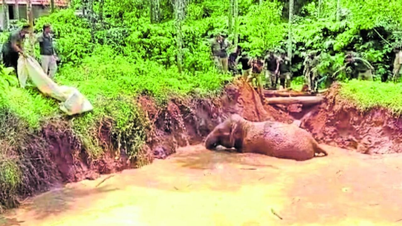 The forest officials rescue the elephant which had fallen into a lake at Karada village in Virajpet taluk on Saturday. Credit: DH Photo