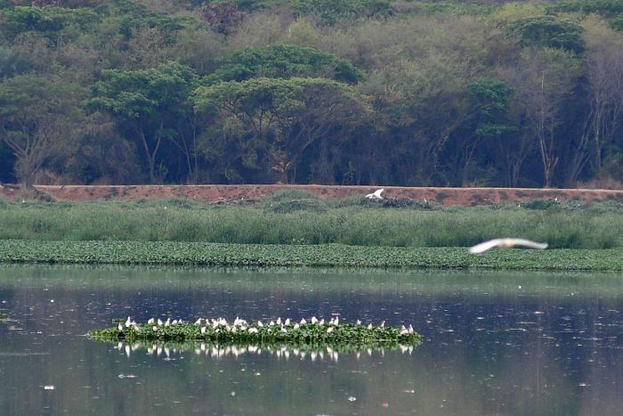 Bellandur Lake. Credit: Special Arrangement  