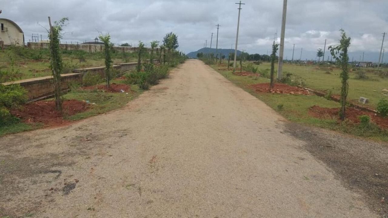 Saplings planted by the Forest department in 2022-23 by the road side at RT Nagar in Mysuru. Credit: Special arrangement