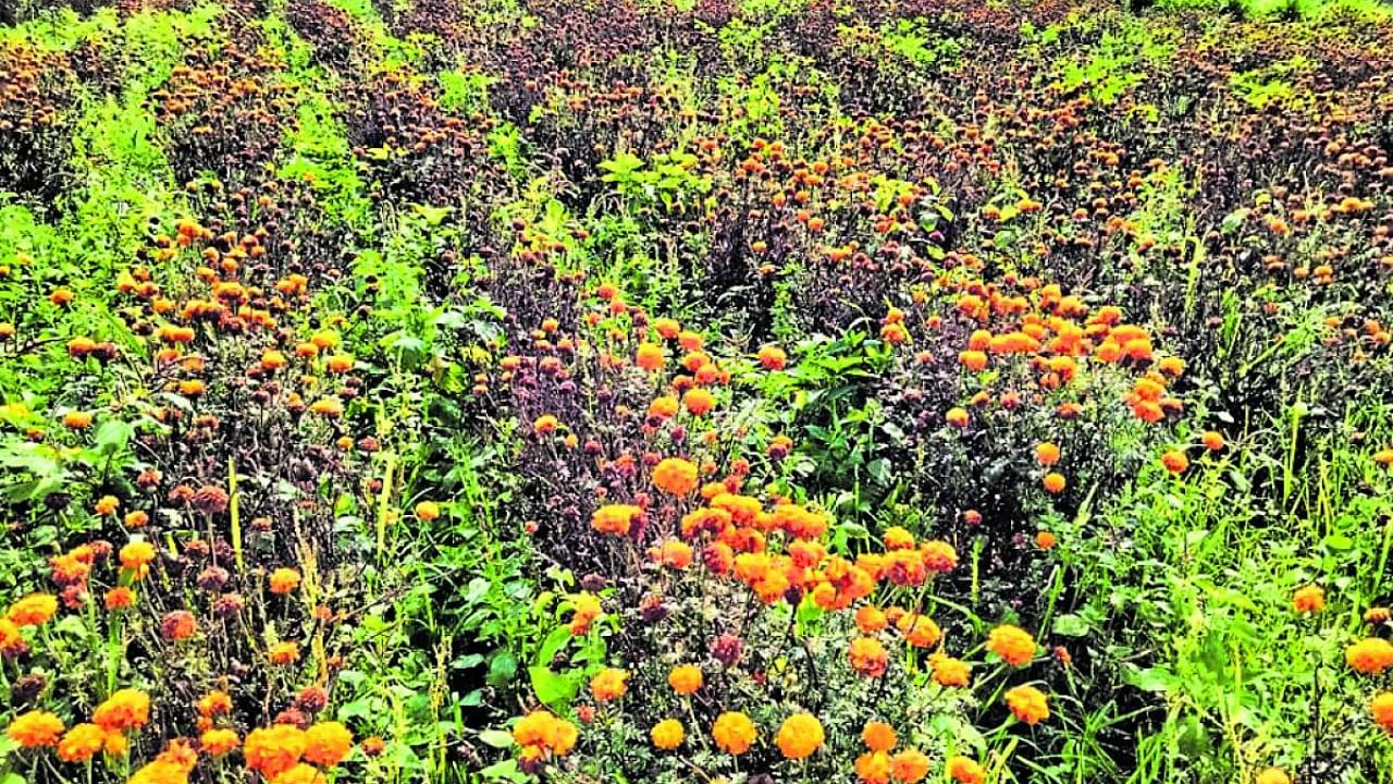 As many as 10,067 hectares of horticulture crops are lost in 21 districts, including 248 hectares in Mysuru, 88 hectares in Chamarajanagar and six hectares in Hassan district. Credit: Special Arrangement