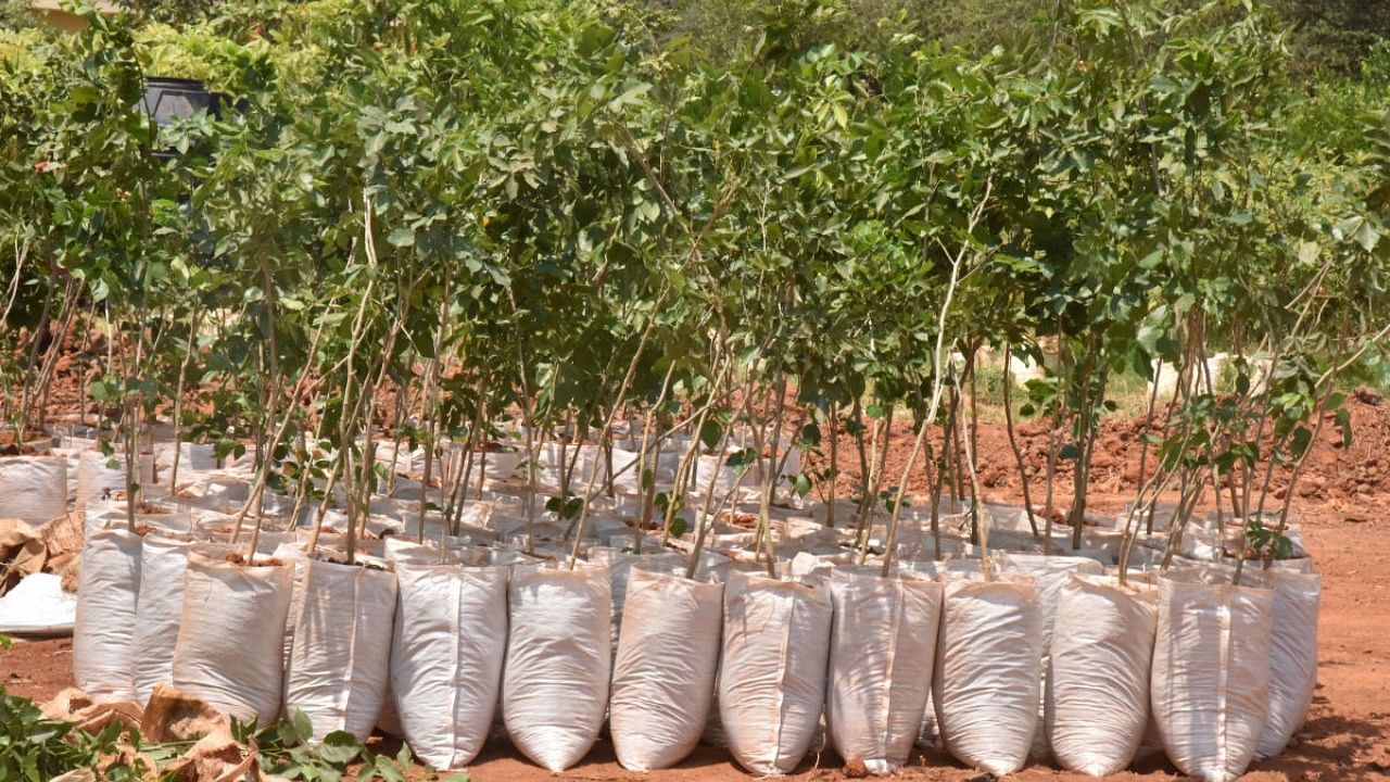 The plantation in public lands will be largely done by women's self-help groups, while the owners of private lands will be given the costs of labour and saplings. Credit: DH File Photo