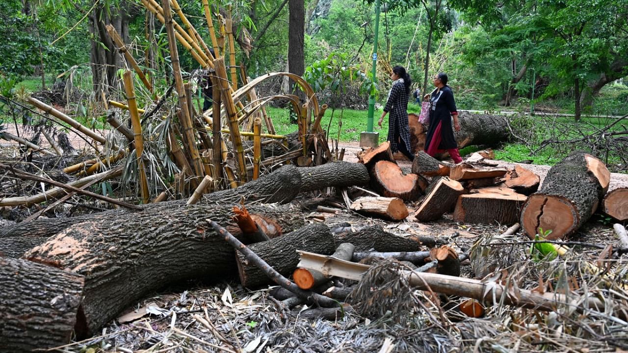 The recent squall and thundershowers have pulled down nearly 40 trees in Cubbon Park. Credit: DH Photo