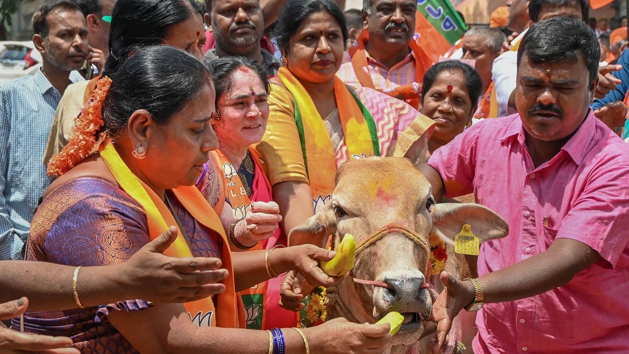 BJP supporters perform 'cow puja' during a protest against the Karnataka government over reports claiming the state will withdraw the anti-cow slaughter law, in Bengaluru, Tuesday, June 6, 2023. Credit: PTI Photo