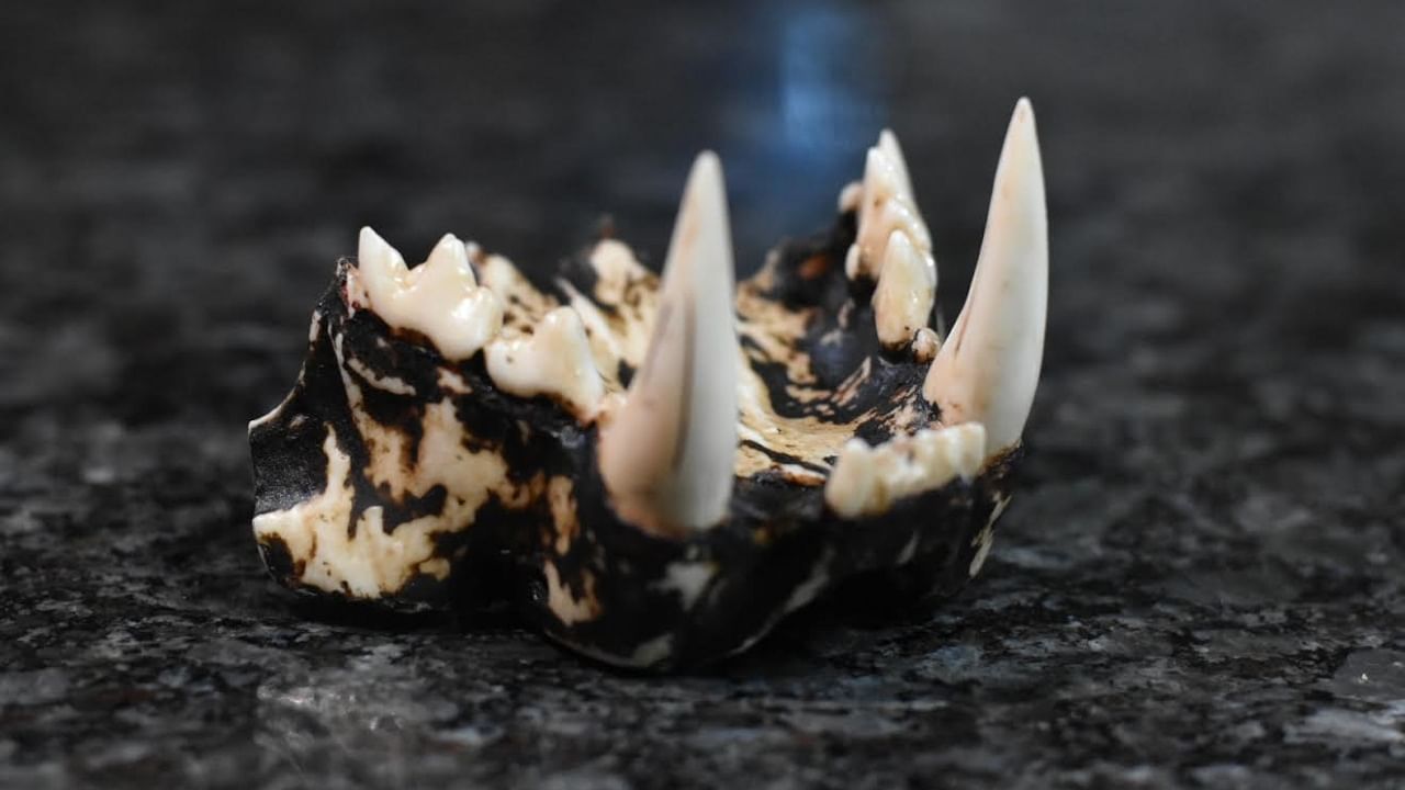 Replica of a jaw of a clouded leopard. Photo credit: Nabam Bapu.  