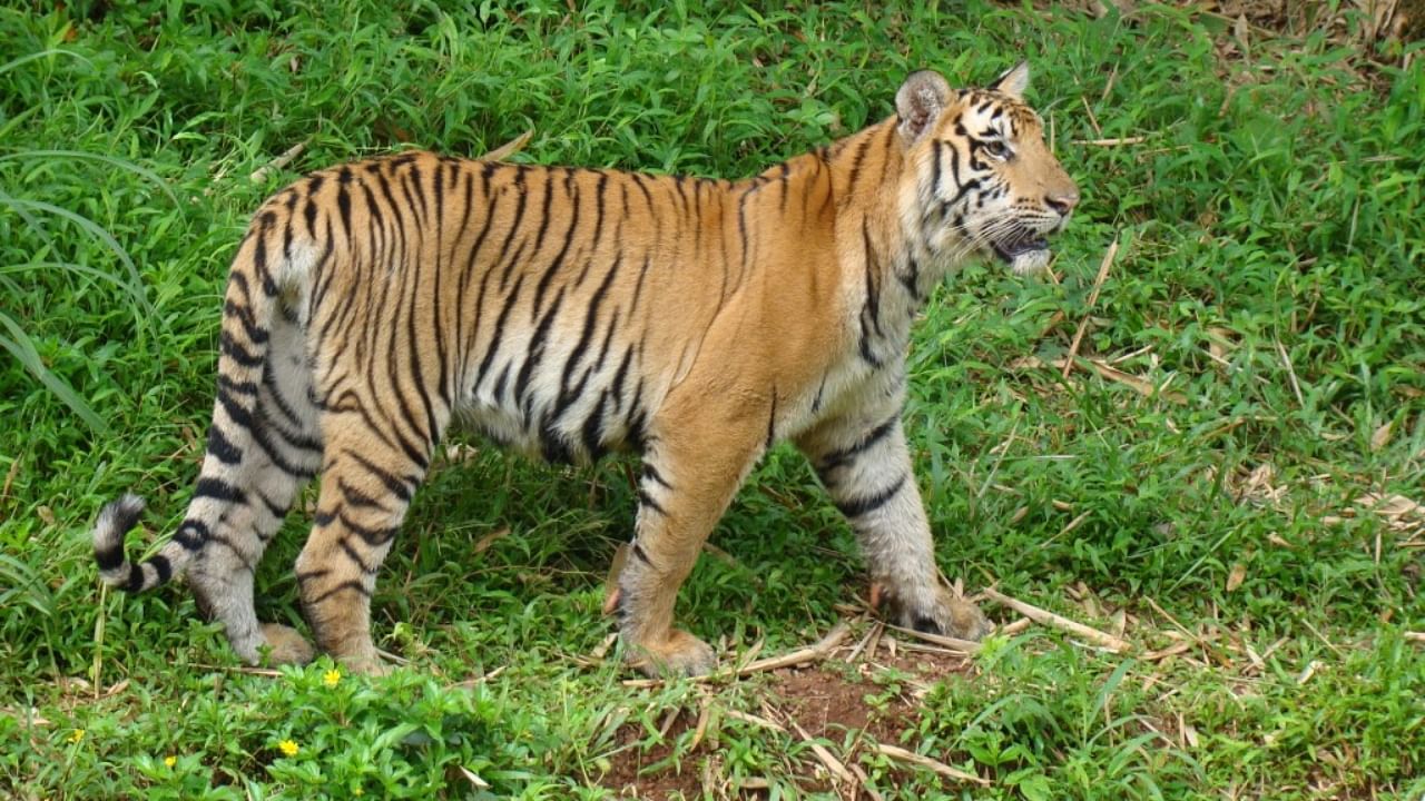 Tigress Nethravathi died at Pilikula Biological Park on the outskirts of Mangaluru on Wednesday. Credit: Special Arrangement