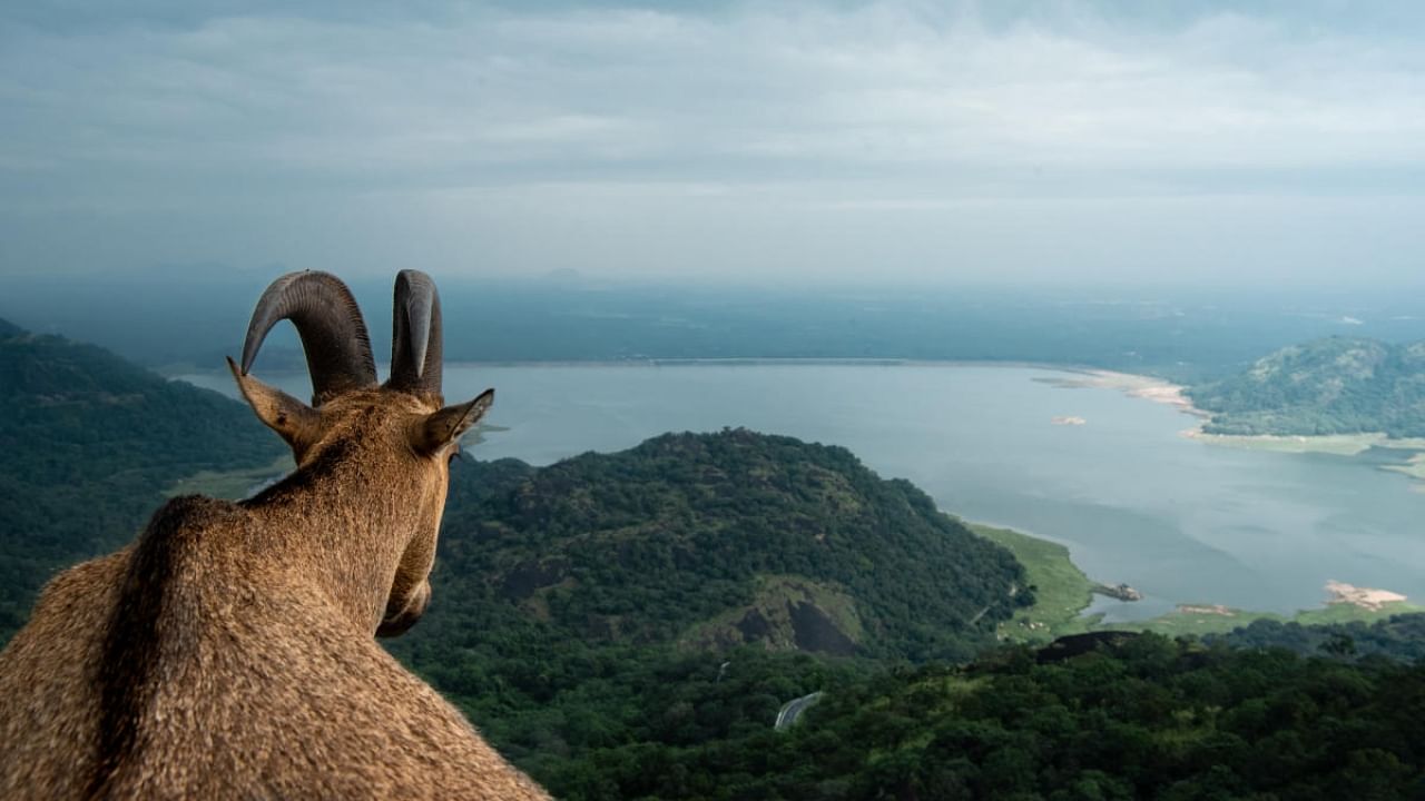 A Nilgiri tahr overlooks the surrounding landscape. Credit: DH Photo/Arvind Ramamurthy