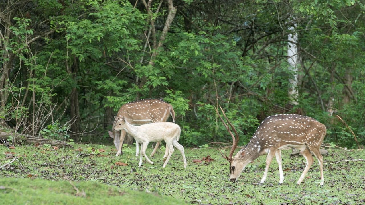 The albino deer sighted in a herd near Taraka backwaters during a wildlife safari in Antharasanthe range of Nagarahole national park in HD Kote taluk of Mysuru district on Wednesday. DH Photo/Satish B Aradhya