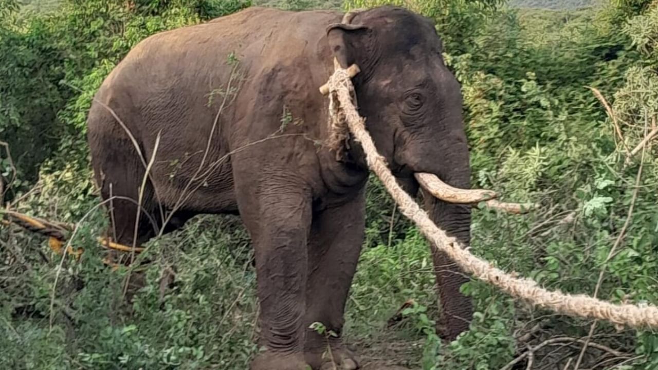 The elephant captured in Bandipur forest.. Credit: Special Arrangement