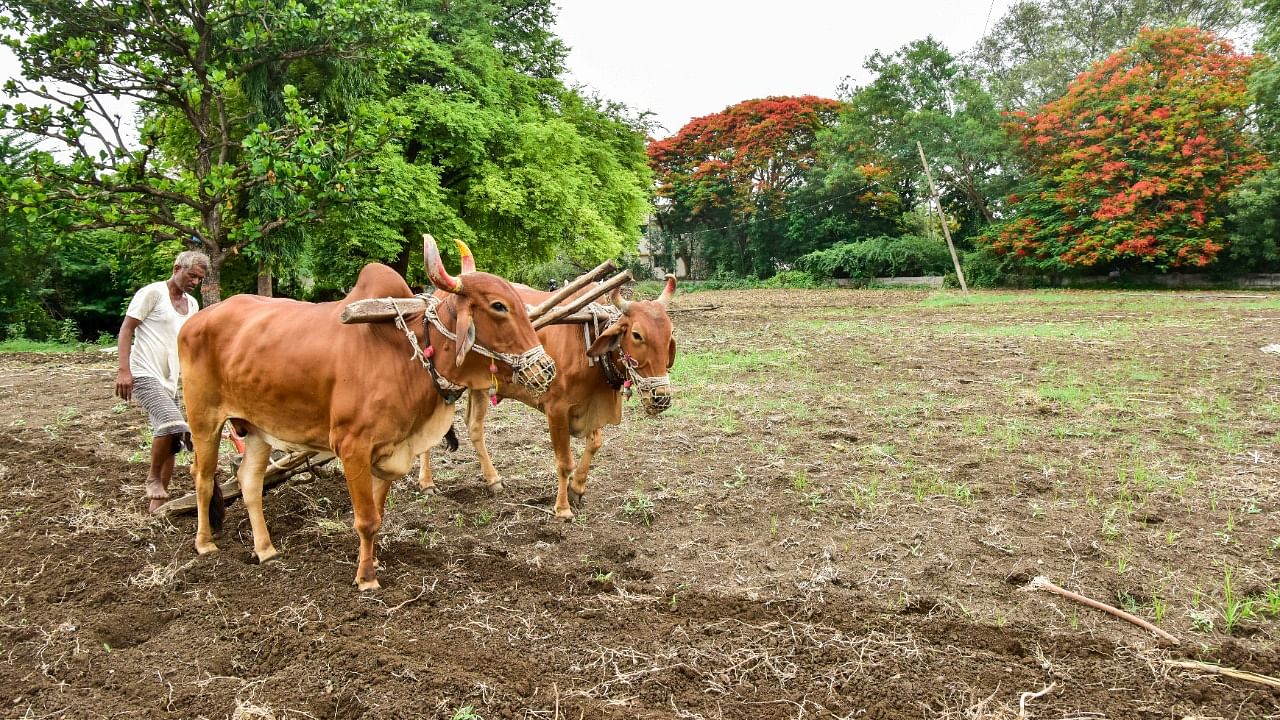 Agriculture field in Karnataka. Credit: DH Photo/ Prashanth HG