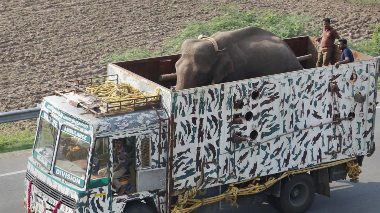 Elephant named Arikomban being transported by forest officials to the forest of upper Kodayar in Tamil Nadu’s Kanyakumari. credit: PTI Photo