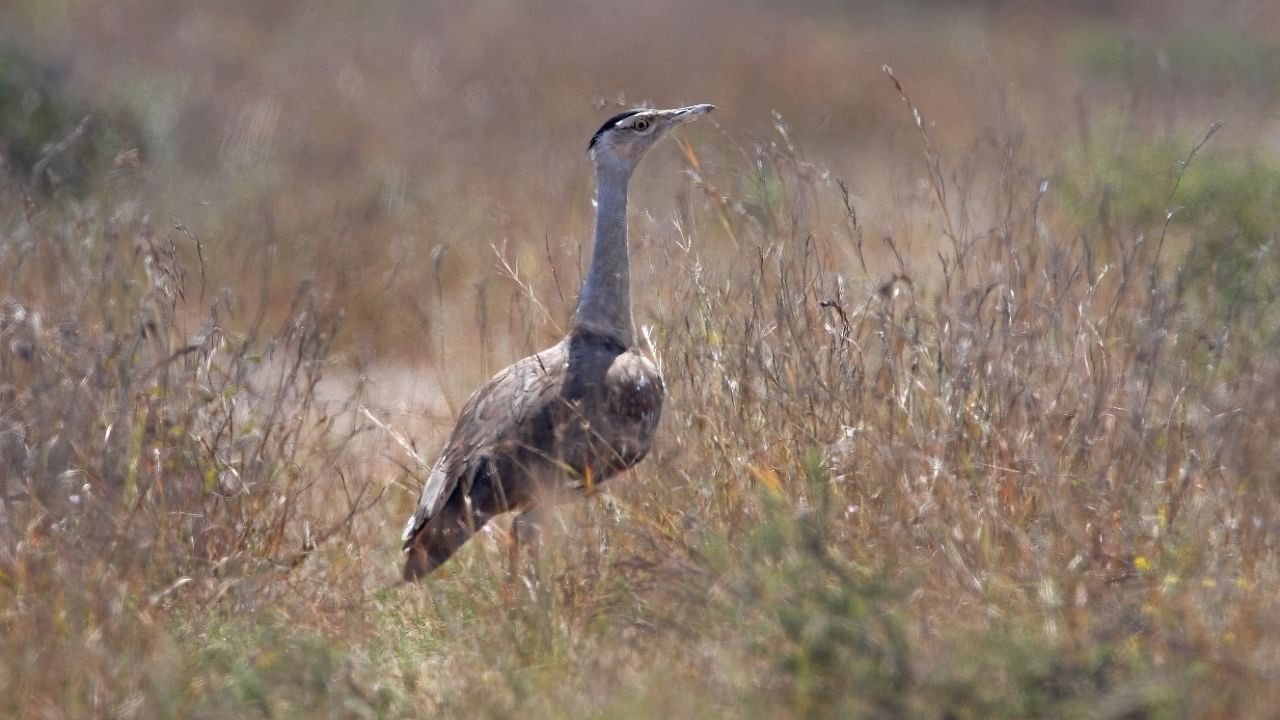 Great Indian Bustards. Credit: Getty via iStock Photo