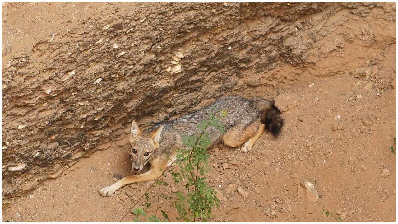 The jackal was later released back into its natural habitat. Credit: Wildlife SOS & Maharashtra Forest Department