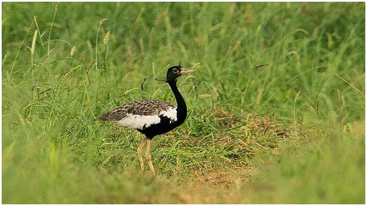  Male Lesser Florican. Credit: Wikimedia Commons
