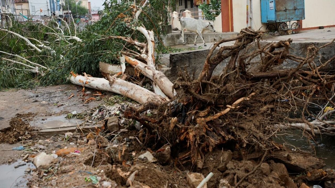 A tree uprooted due to strong winds is seen before the arrival of cyclone Biparjoy in the western state of Gujarat. Credit: Reuters Photo