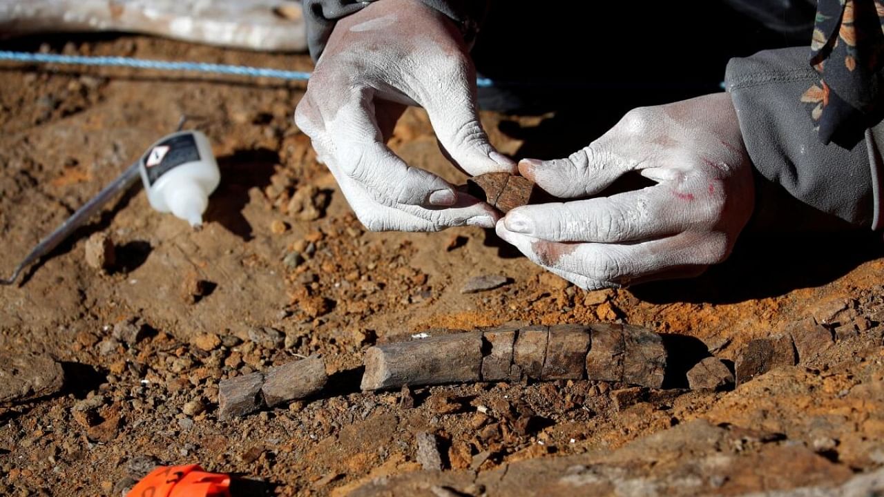 <div class="paragraphs"><p>A paleontologist checks fossilized bones of the 'Gonkoken nanoi', a newly identified duck-billed dinosaur, that inhabited the Chilean Patagonian area, at El valle del rio de las Chinas, near Torres del Paine, Magallanes and Antarctic region, Chile, in this undated handout photo obtained by Reuters on June 15, 2023. </p></div>