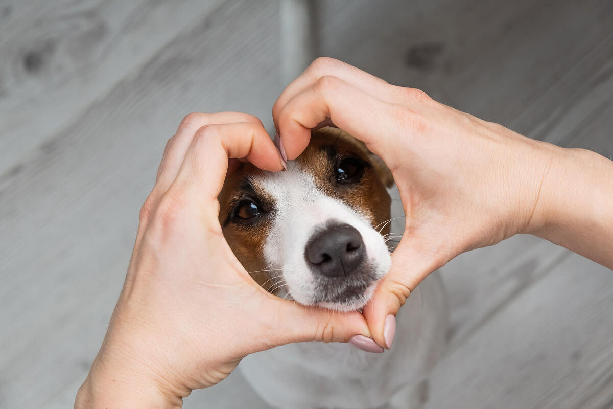 It is hard to fathom what caregiving can look like for pets and why it can be difficult for pet parents.