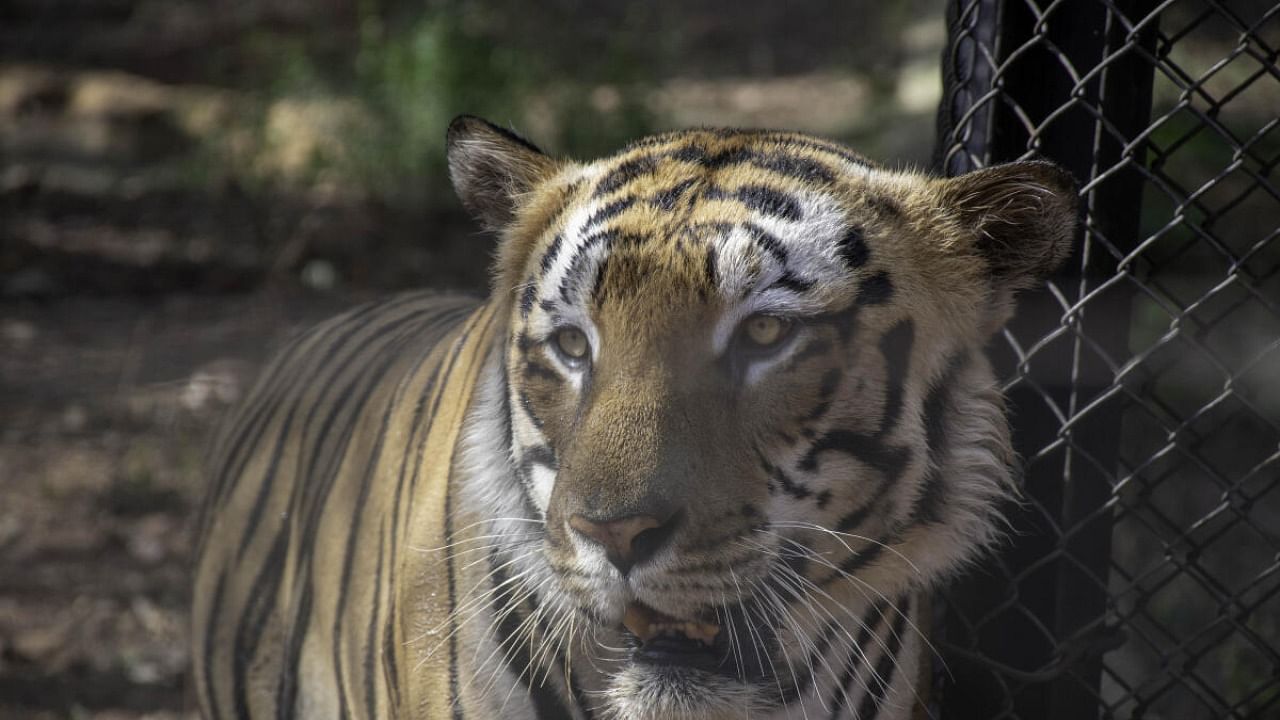 Belagavi Zoo. Credit; DH Photo