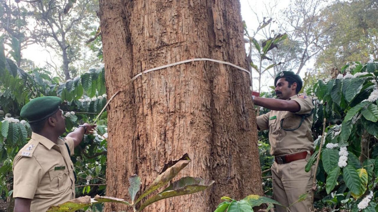 Forest personnel measure one of the 66 trees marked for felling. Credit: DH Photo