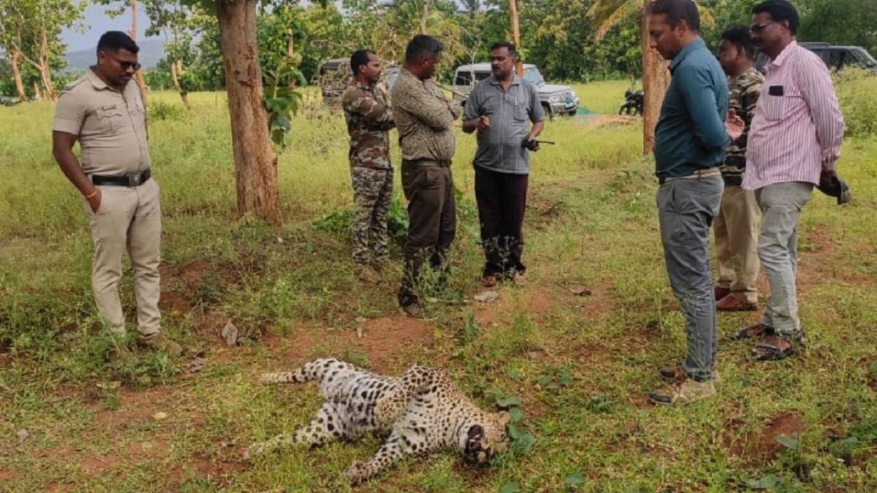 While one leopard was poisoned to death, the other two had died due to fights. Credit: Special arrangement