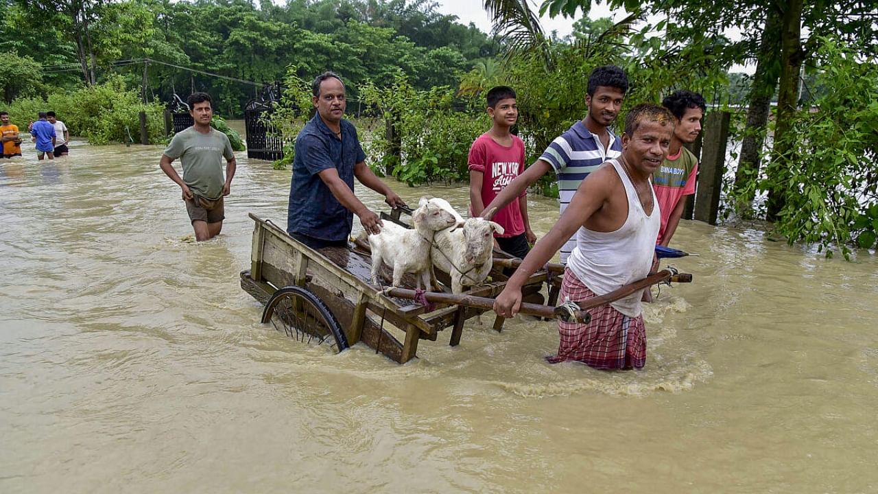 Villagers move their livestock during the Assam flood. Credit: PTI Photo