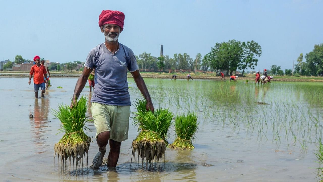 Farmers carry paddy saplings in a field, in Amritsar, Sunday, June 18, 2023. Credit: PTI Photo