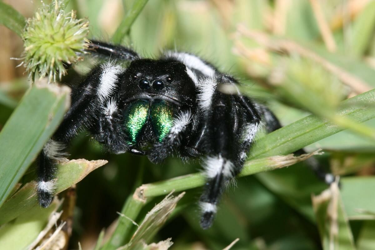 Phidippus audax. Photo by Dinesh Rao