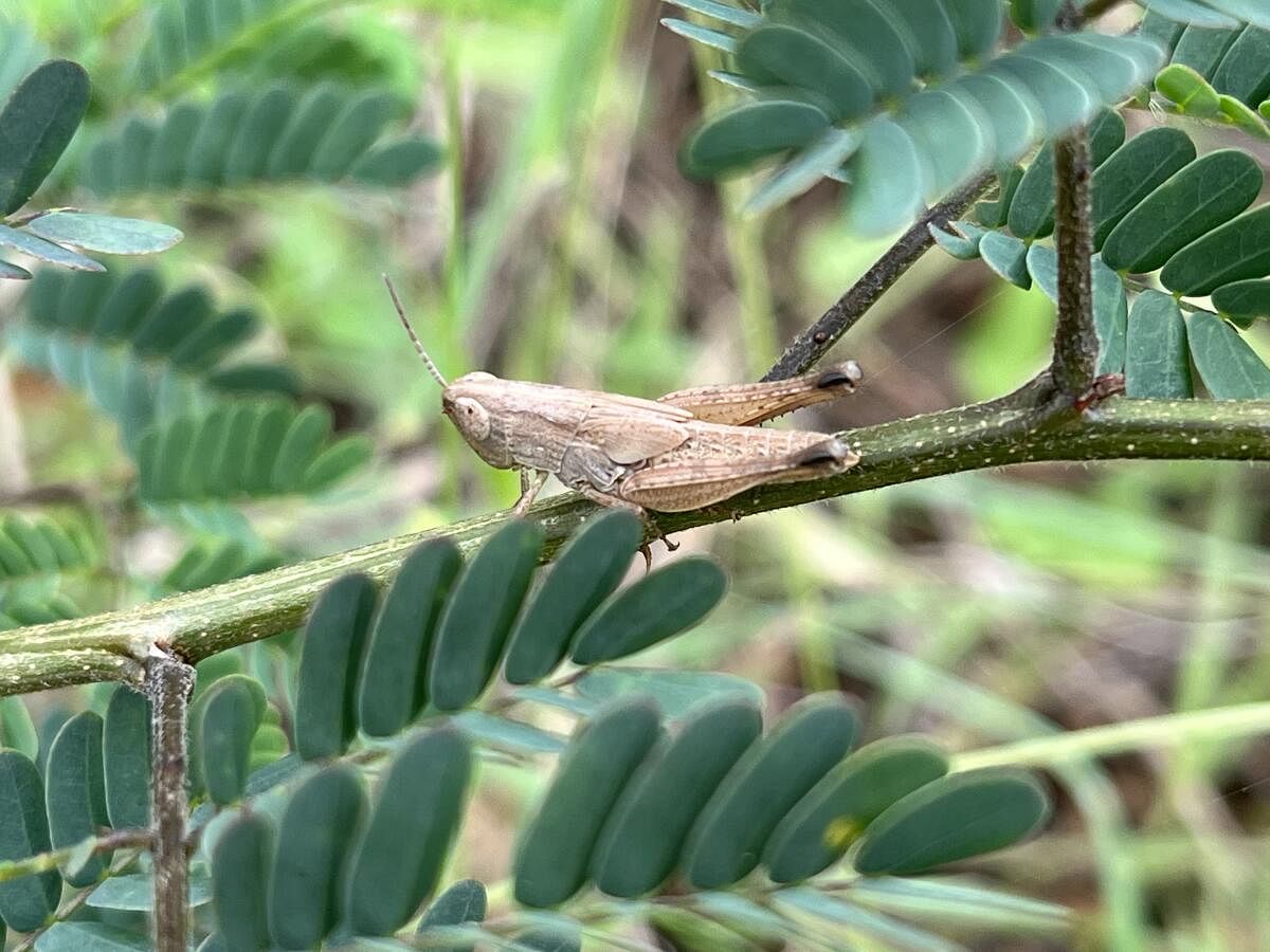 A Common Field Grasshopper rests on a tender Subabul branch.(Pic by author)