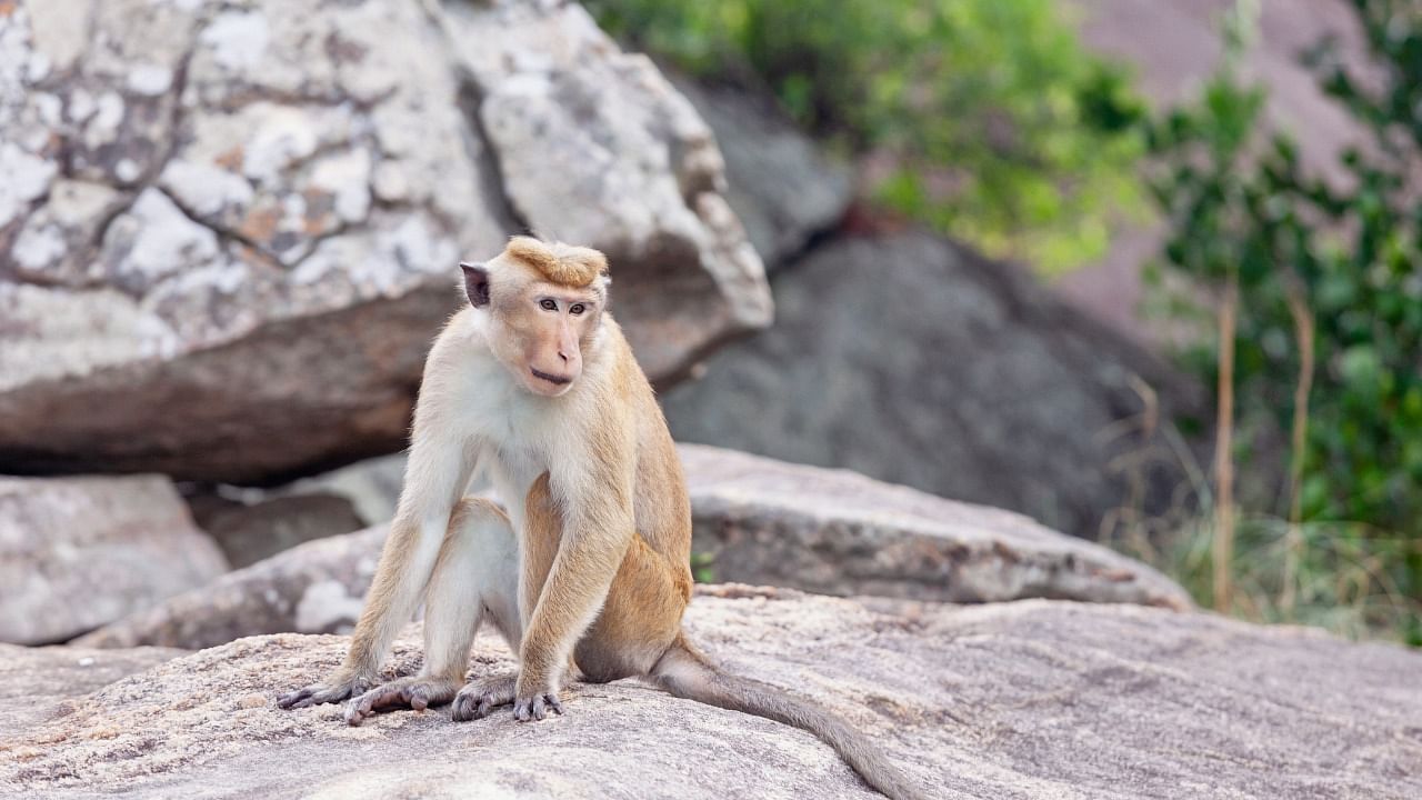 Toque Macaque monkey. Credit: iStock Photo