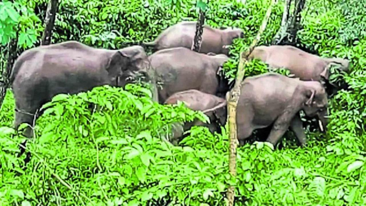 A herd of wild elephants spotted at a coffee plantation in Chikkamagaluru district. As many as 29 people were killed and crops on vast tracts lost due to elephant attacks in the last one year. Credit: DH File Photo