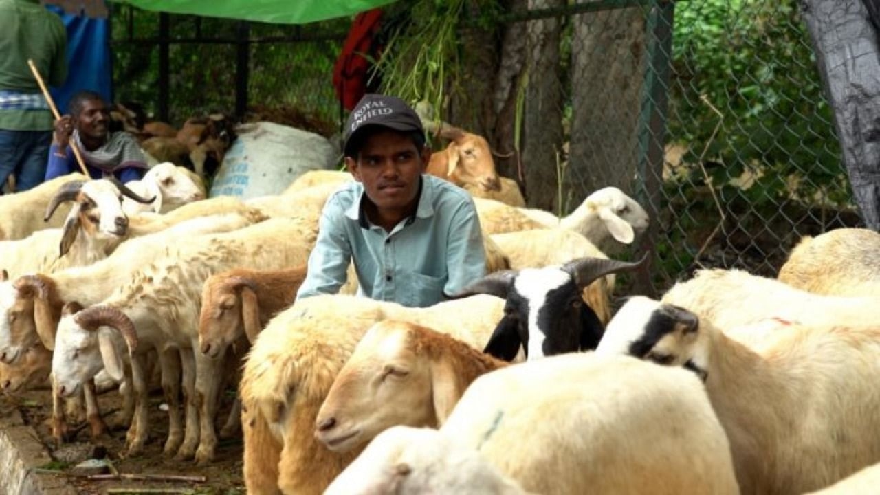 The sheep market in Bengaluru's HBR Layout on Thursday. Credit: DH File Photo